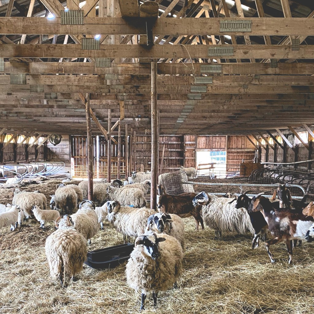 flock of sheep with long white fleece and spotted black and white faces standing in a pole barn looking toward the camera